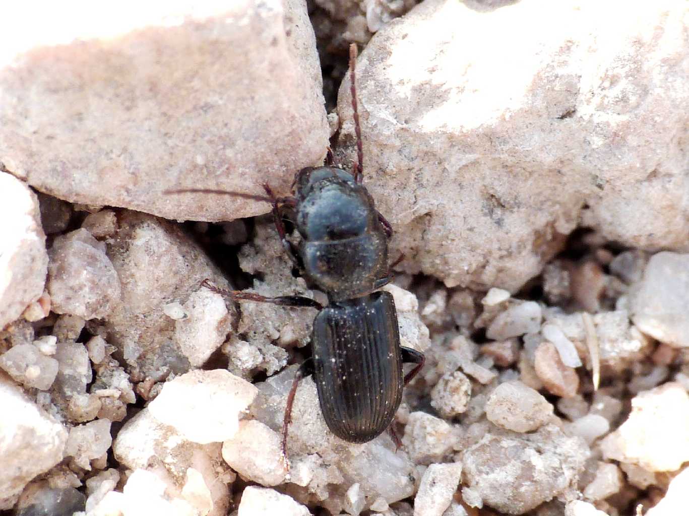 Piccoli Ditomus sphaerocephalus lungo il fiume